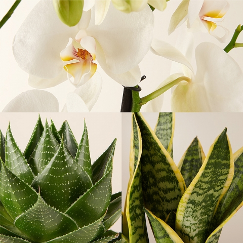 Frische Luft: Orchidee, Bogenhanf und Aloe