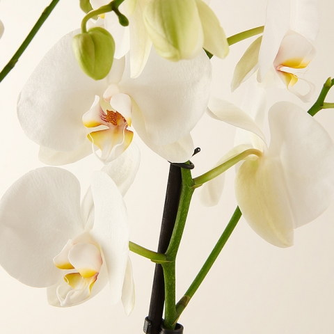 Snowflakes Dance: White Orchid