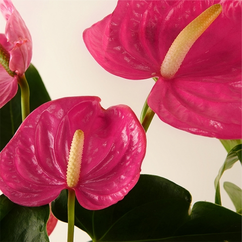 Floating Hearts: Pink Anthurium
