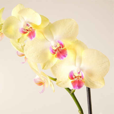 Yellow Rising: Orchidea Gialla