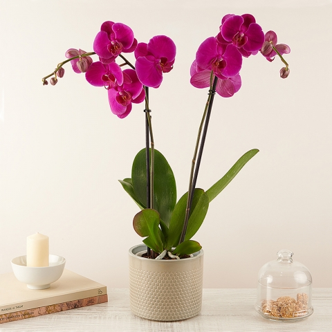 Orchidée Violette