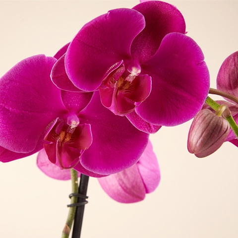 Orquídea Morada