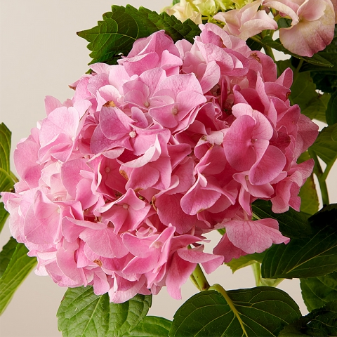 Blossom Aplenty: Różowa Hortensja
