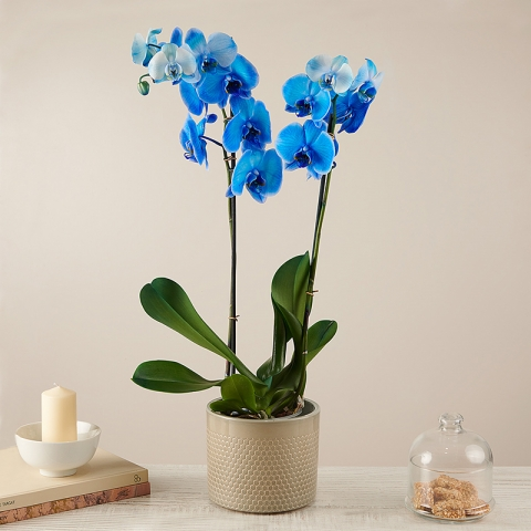 Blå orkidé