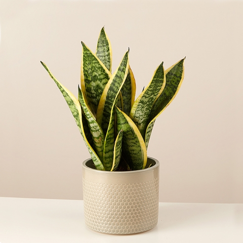 Spotted Jungle: Sansevieria