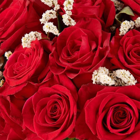 Passionate: Red Roses