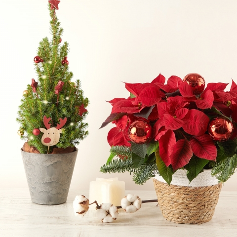 Family Joy: Poinsettia and Mini Christmas Tree