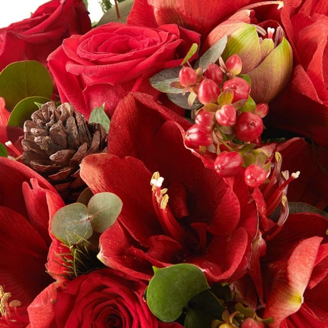 Jingle Bloom: Amaryllis y Rosas Rojas