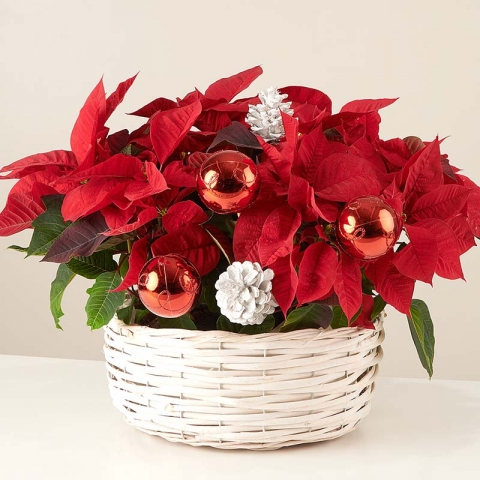 Sparkling Christmas: Poinsettia Basket