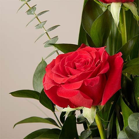 Recuerdo Romántico: Rosas Rojas