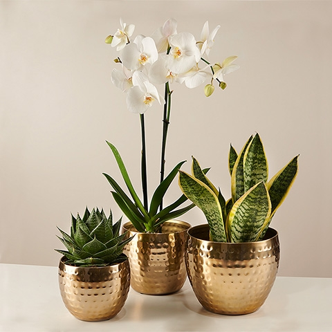 Ar fresco: Orquídea, Sansevieria e Aloe