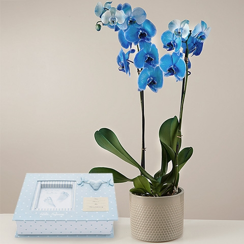 Imagine: Blaue Orchidee und personalisierbares Album