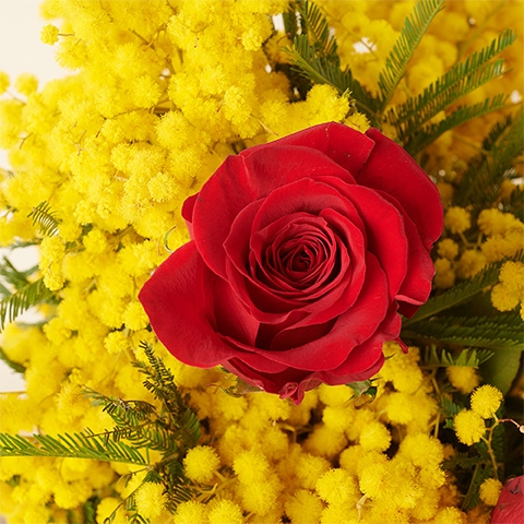 Passionate Mimosa: Red Roses and Mimosa