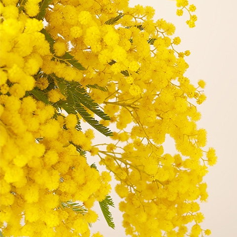 Shine Forever: Bouquet di Mimose