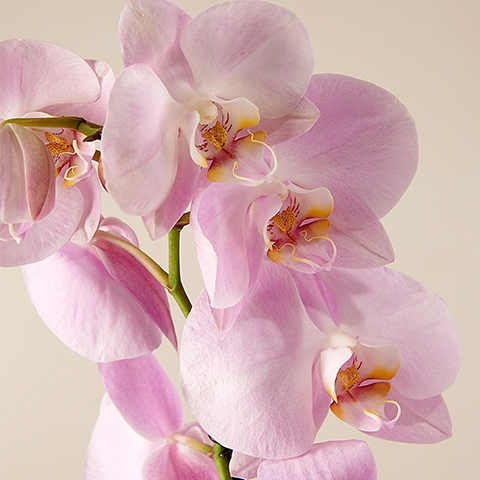 The Cutest: Orchidée rose et Album Personnalisable