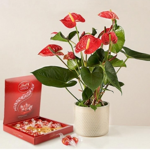Growing Together: Red Anthurium and Chocolates