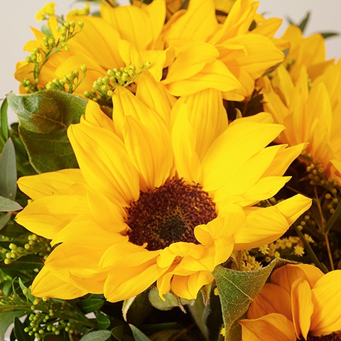 Yellow Song: Sonnenblumen und Schusterpalme