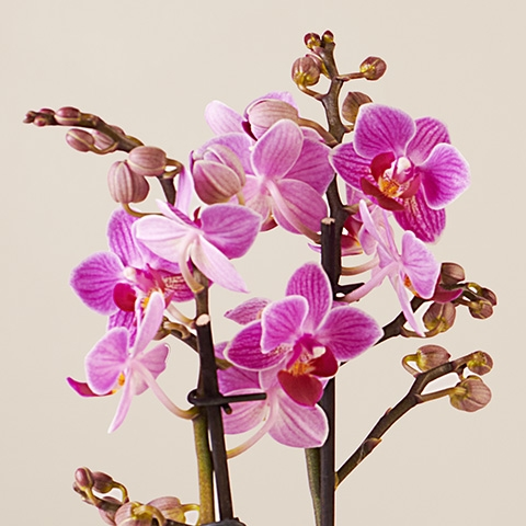 Pink Delight: Orquídea y Selección de Chocolates