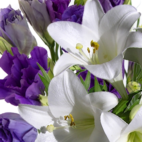 Purple Detail: Rosen und Lilien