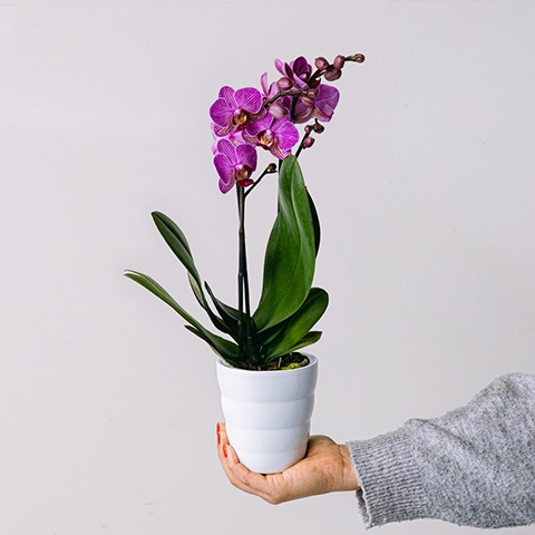 Vendita Orchidee Online con Consegna a Domicilio, FloraQueen