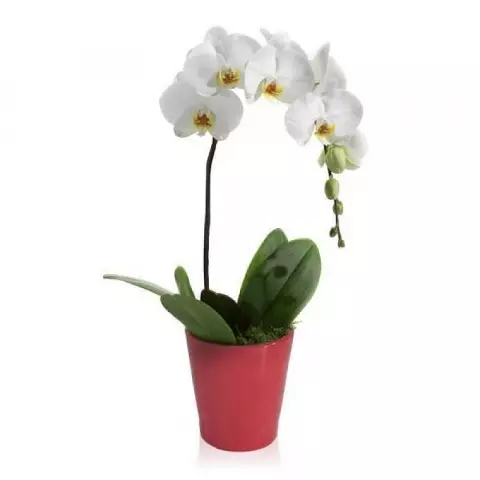 Beyaz Basamaklı Orkide
