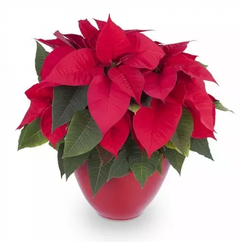 Red Passion: Poinsettia