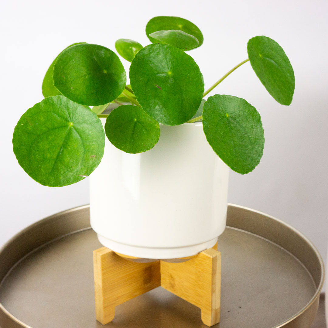 Planta China del Dinero 5e6215537e4e2863968645.jpg