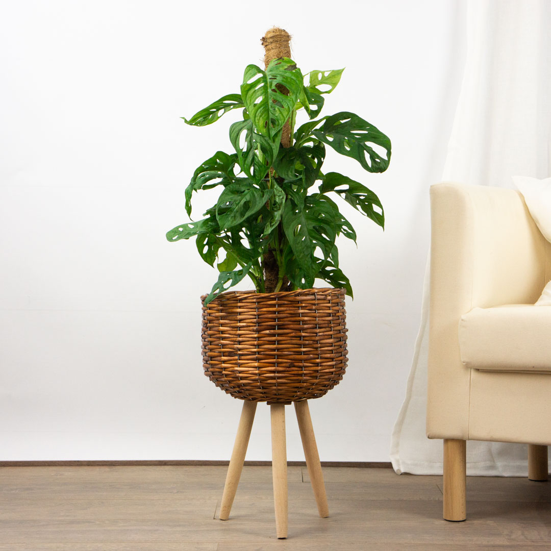Monstera Adansonii 5e70b902b07d9409334912.jpg