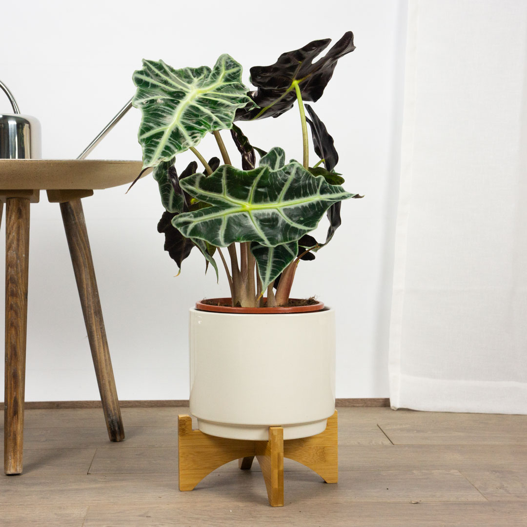 Alocasia Amazónica 5e70c15edf5d8886053801.jpg