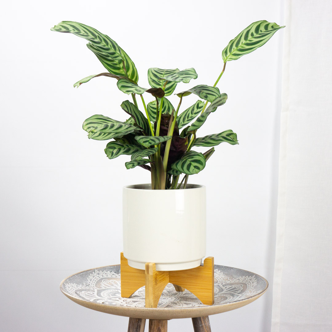 Ctenanthe Burle Marxii 5e70c24ec2e56139969705.jpg