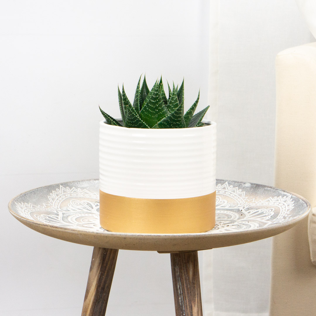 Aloe Salvaje
