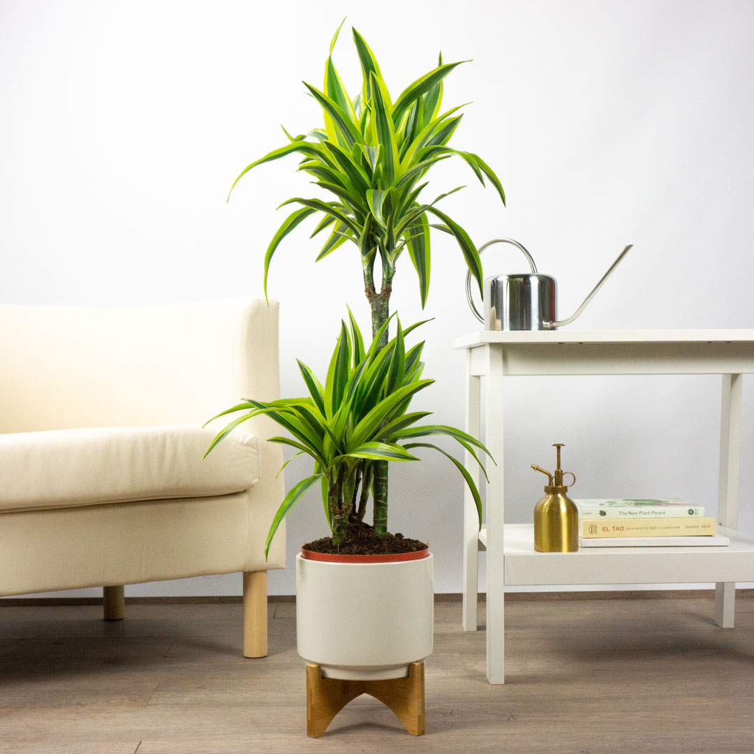Dracena Limón 5e70c6c2aa428587904745.jpg