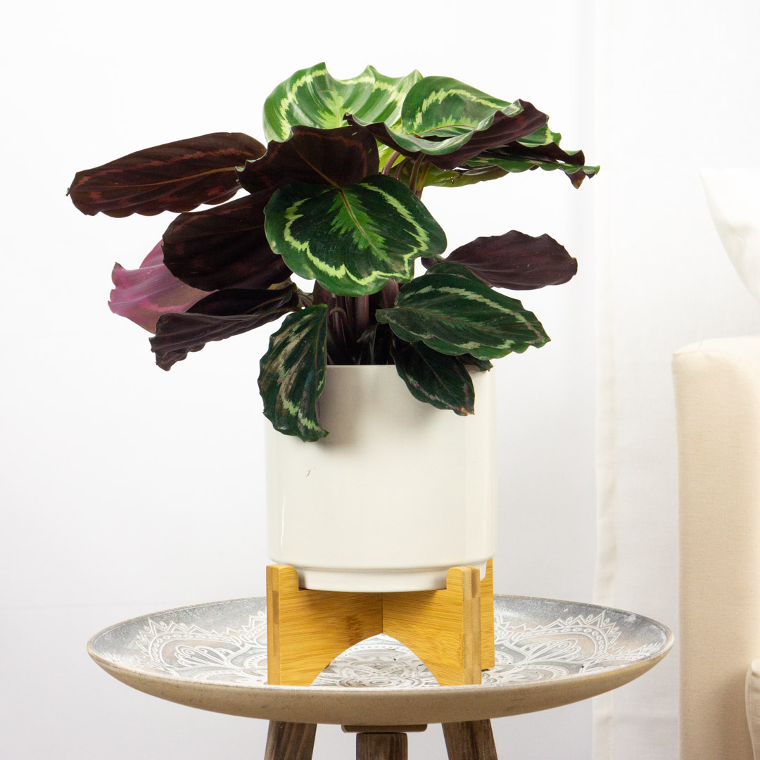Calathea Roseopicta 5e70c92baebe3068548623.jpg