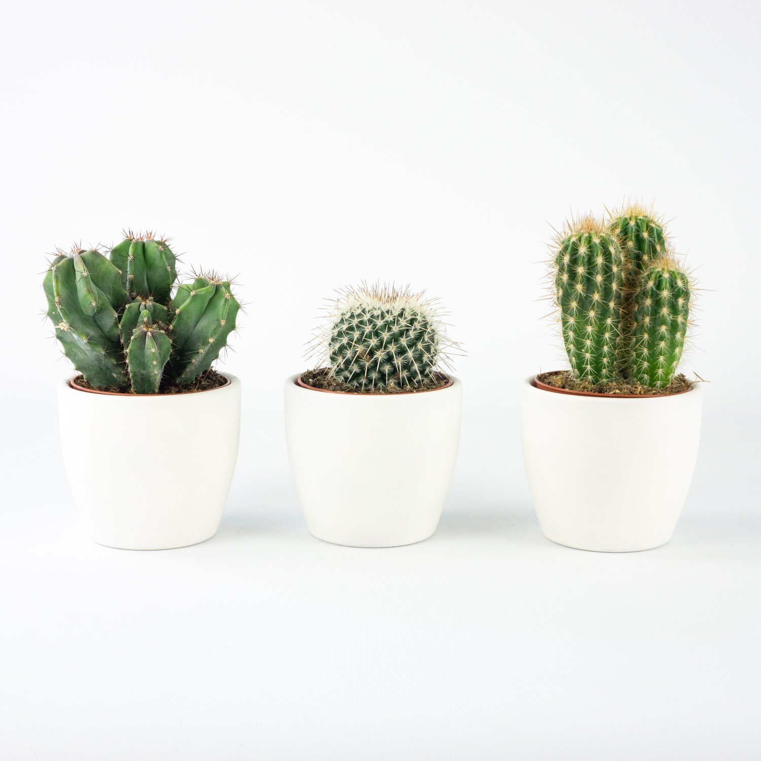 Trío mini Cactus 5ecbc1ab63b91111602278.jpeg