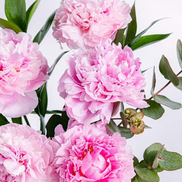 Peony Pop