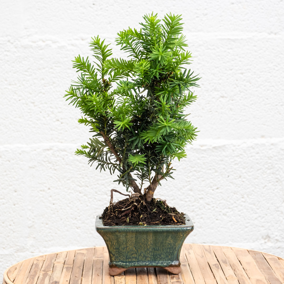 Be.Green Bonsai 12 anos Taxus media one_size