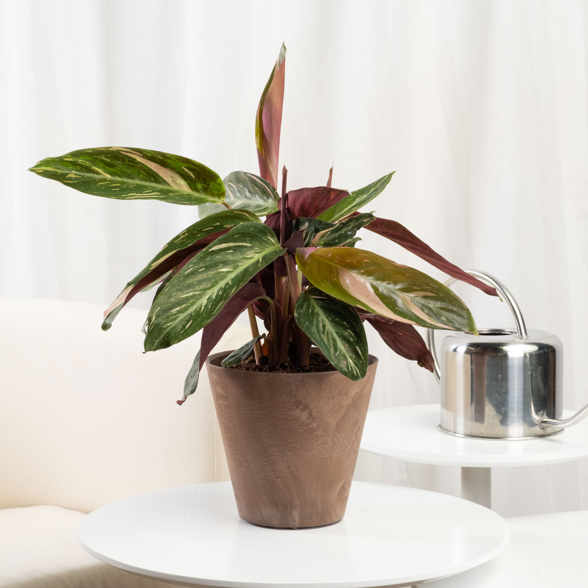 Be.Green Calathea Magicstar one_size