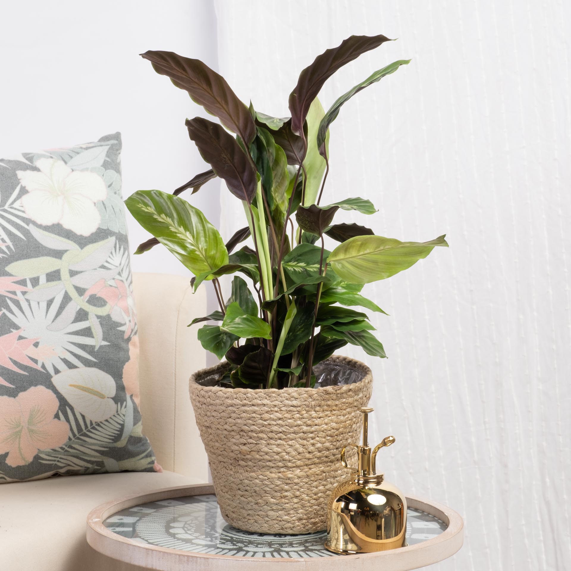 Be.Green Rainha Calathea Maui one_size