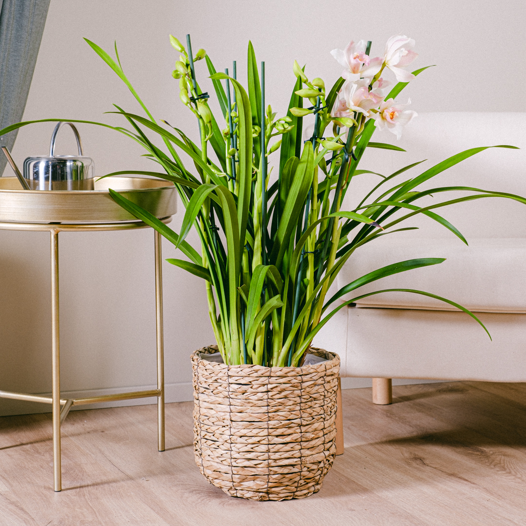 Be.Green Orquídea Cymbidium one_size