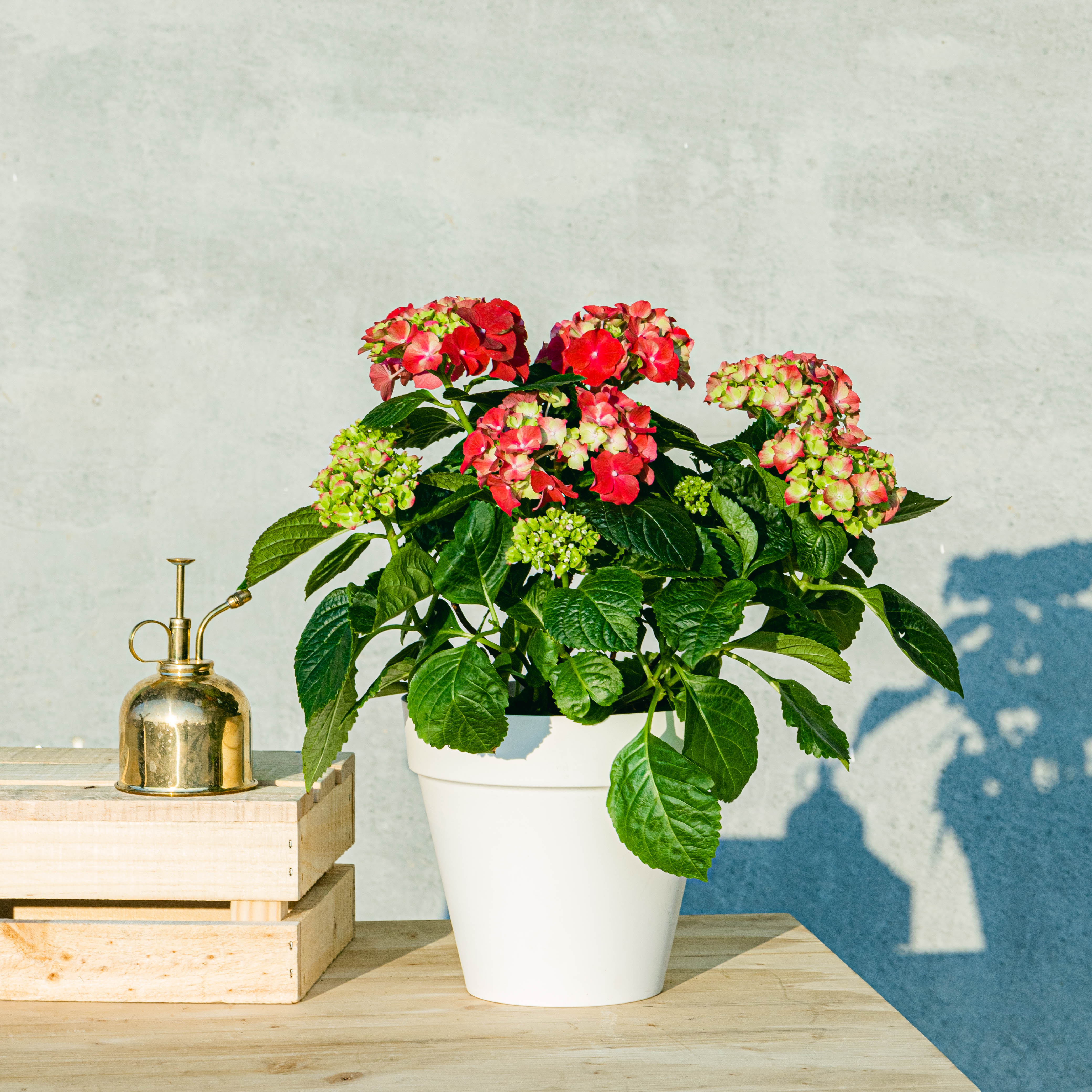 Be.Green Hortensia Rosa one_size