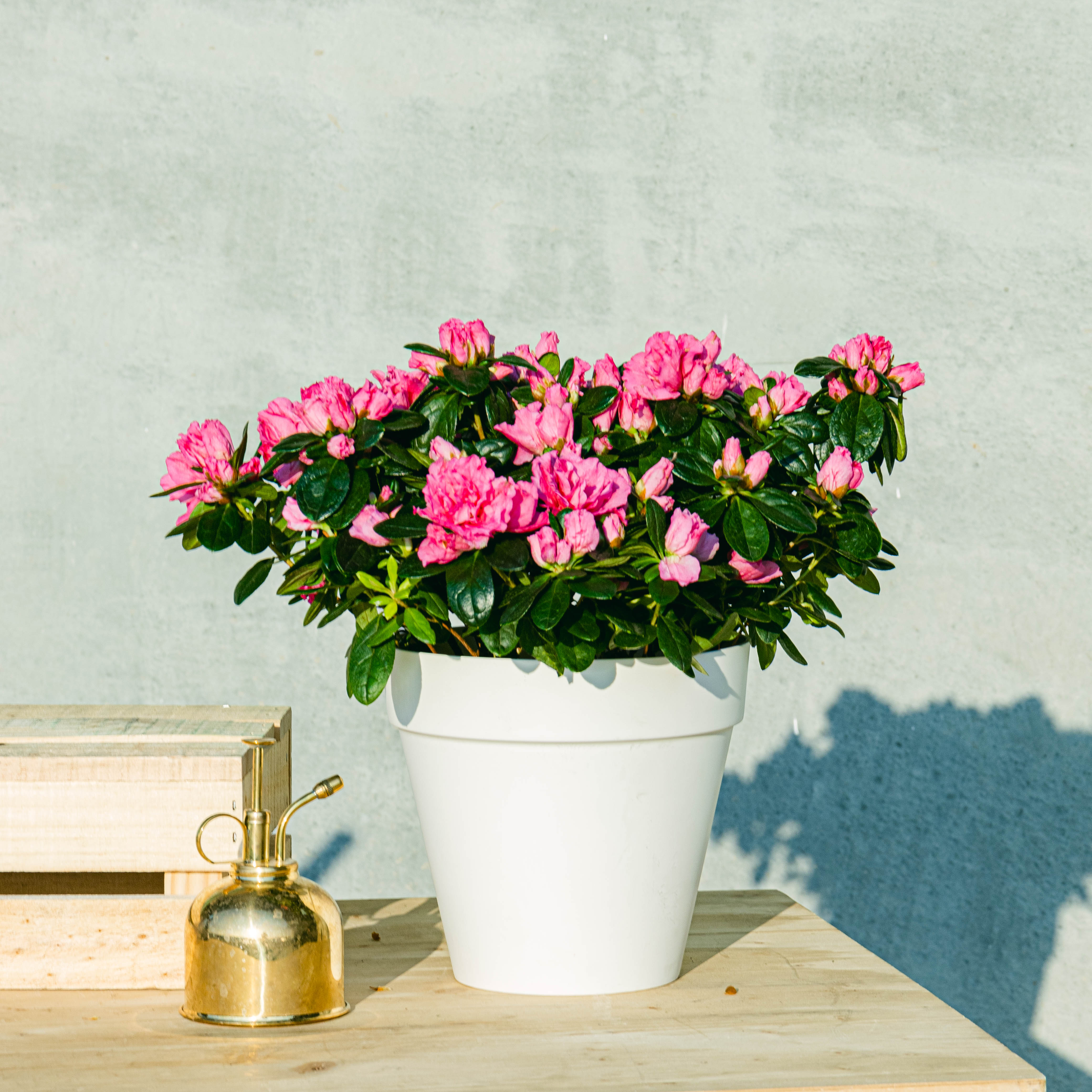 Be.Green Azalea Pink one_size